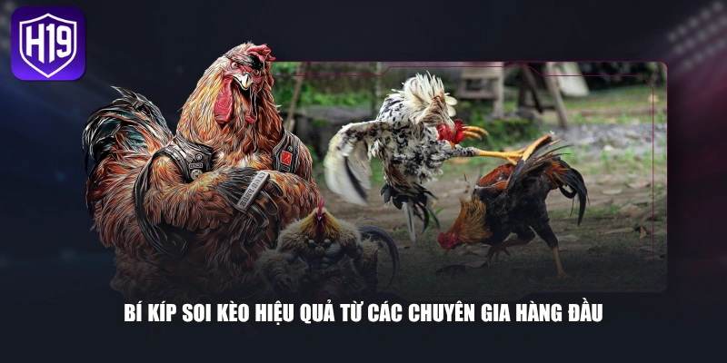 Bí kíp soi kèo hiệu quả từ các chuyên gia hàng đầu