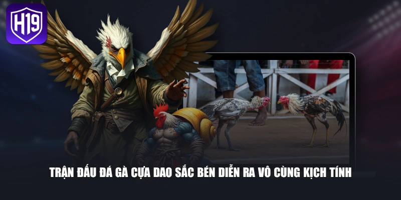 Trận đấu đá gà cựa dao sắc bén diễn ra vô cùng kịch tính